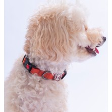 Pawstar Kiremit Köpek Boyun Tasması Ayarlanabilir Köpek Tasması