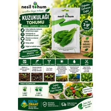 Nesil Tohum Kuzukulağı Tohumu 3 gr – Ekşiyot Sorrel Tohumu – Bahçe Balkon Saksı Ekimi – 1 / 2 Paket