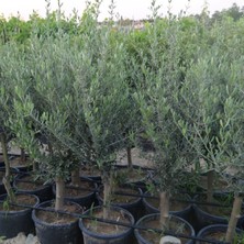 Ases Fidan Saksıda Yarı Bodur Gemlik Zeytin Fidanı 4-5 Yaş 50-70 cm Boy 7-10 Kutur