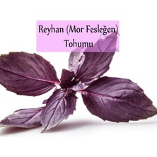 Zencefil Organik Reyhan Tohumu 1 Paket (3GR=100+ Adet) Mor Reyhan Tohumu Mor Fesleğen Tohumu