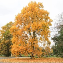 Tunç Botanik LALE AĞACI 3 ADET - 2 YAŞ SAKSIDA FİDAN (Liriodendron Tulipifera)