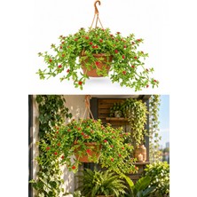 Tunç Botanik MAKROME BUZ ÇİÇEĞİ APTENİA - ASKILI BALKON-TERAS ÇİÇEĞİ