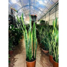 Kılıç Çiçeği Paşa Kılıcı Sansevaria Ev Bitkisi Ofis Bitki Salon Bitkisi 40-50 cm