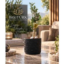 BitkiTÜRK Ithal Zeytin Bonsai Adayı Özel Beton Saksılı Dekoratif Canlı Bitki Hediyelik