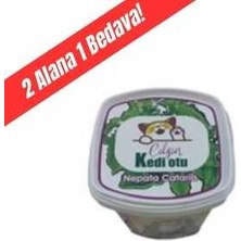 Getreide Kedi Çimi Kedi Nanesi
