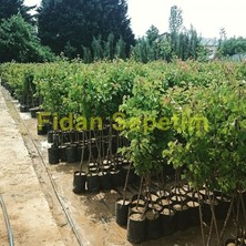 Fidan Sepetim 3 Yaş Aşılı Amasya Elma Fidanı *yarı Bodur*