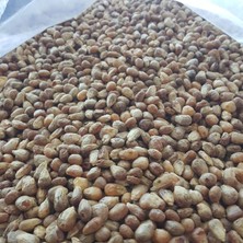 Kayısı Center Toptan Kavruk Mısır 10 kg