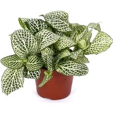 Modasteps Fittonia - Sinir Bitkisi - 8,5 cm Plastik Saksıda
