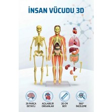 Farbu Oyuncak 3D Insan Vücudu Anatomisi ve Iskelet Modeli 29 Parça Detaylı Tasarım 20 cm Eğitici Oyuncak