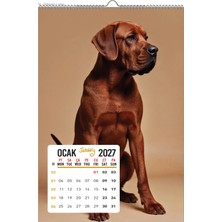 Naturel Basım 2027 Köpek / Doge Duvar Takvimi