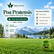 Poa Pratensis Çim Tohumu - 10 Kilo (Çayır Salkım Otu)