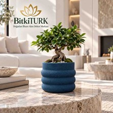 BitkiTÜRK Beton Saksı Orkide Saksısı Bonsai Saksısı Iç Mekan Bitkileri Saksısı Vazo Dekoratif Saksı