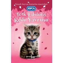 Pazarnova Terk Edilmiş Kedi Yavrusu