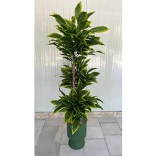 Erhan Flowers Yapay Ceviz Ağacı - 3 Gövdeli Yeşil ve Sarı Yapraklı Lotus Saksı 160 cm