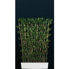 Erhan Flowers 120 cm Saksıda Bambu Seperatör 18 Adet 200 cm Bambu ile