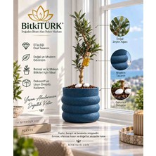 BitkiTÜRK Zeytin Bonsai Ağacı Dekoratif Saksıda Canlı Zeytin Fidanı Ev Ofis Dekoru Hediye