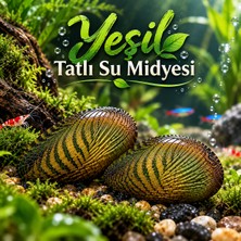Moss Akvaryum Yeşil Çizgili Tatlı Su Midyesi (Yakut) 2-3 cm Akvaryum Doğal Filtrasyon 2 Adet