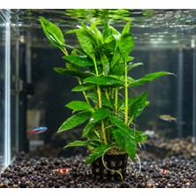 Moss Akvaryum Alternanthera Sessilis (Green) Canlı Akvaryum Bitkisi - 5 Dal