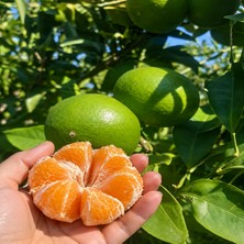 Bahcemden Online Mandalina 3 kg