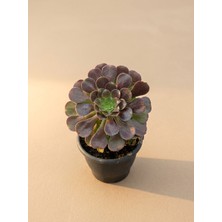 İTHAL Mine Garden Ithal Siyah Saksıda Canlı Bordo Aeonium Arboreum