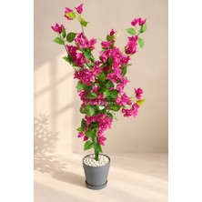 Erhan Flowers 120 cm Begonvil Ağacı Fuşya