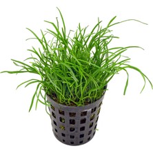 Moss Akvaryum Lilaeopsis Mauritiana Canlı Akvaryum Bitkisi 1 Saksı