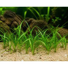 Moss Akvaryum Sagittarria Subulata Canlı Akvaryum Bitkisi 1 Bağ 2-3 Kök Kolay Zemin Bitkisi