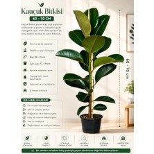 Mey İthalat Kauçuk Bitkisi, 60-70 Cm, Iç Mekan Salon Bitkisi, 17-19 cm Saksı Çapı