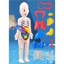 Die Grup Ayver Insan Vücudu Anatomisi Organ Bulmaca Puzzle Bultak Yapboz Eğitici ve Öğretici Oyuncak 20 cm
