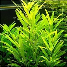 Trendexa Nomaphila Siamensis Saksı Canlı Bitki TR-B098