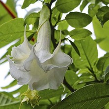Trendexa Katmerli Beyaz Brugmansia Melek Borazanı Çiçeği Tohumu, 5 Tohum