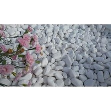 Trendexa Dolomit Taşı Dekoratif Akvaryum ve Teraryum Taşı Beyaz 2 kg 15-25 mm