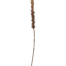 Trendexa Koyu Dekoratif Çim, 100 Cm, Doğal
