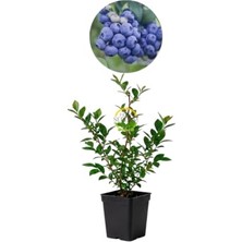 Trendexa 2 Yaş Sunshine Blue Çeşidi Yaban Mersini Fidanı