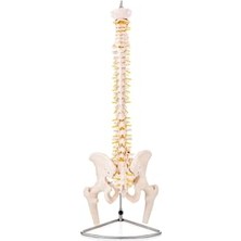 Trendexa Omurga ve Kalça Modeli (Pelvisli ve Femur Başlı Omurga Modeli)