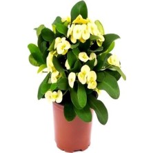 Trendexa Euphorbia Milli Saksılı 1 Adet Altın Sarı 5-15 cm Dikenler Tacı Çiçeği