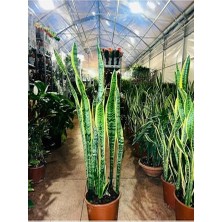Trendexa Paşa Kılıcı Sansevieria Ev ve Ofis Bitkisi, 40-50 cm