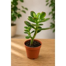 Trendexa Crassula Feng Shui Para Ağacı Fidanı 10-20 cm