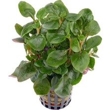 Trendexa Lobelia Cardinalis Mini Saksılı Canlı Bitki