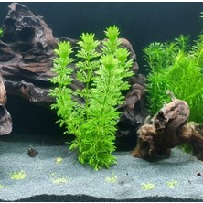 Trendexa Limpnophila Sessiliflora Canlı Akvaryum Bitkisi, 5 Dal