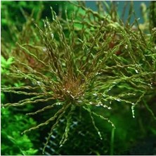 Trendexa Ludwigia Inclinata Tornado Saksı Canlı Bitki