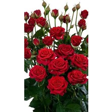 Trendexa Dashing Look 10 Adet Kırmızı Renkli Gül Çiçeği Tohumu TH-THMCMTHM443
