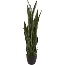 Trendexa Kılıç Çiçeği Paşa Kılıcı, 40-60 Cm, Peygamber Kılıcı Ev ve Ofis Bitkisi