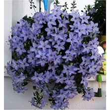 Trendexa Dashing Look Campanula Mavi Çan Çiçeği Tohumu 10 12 Adet TH-THMCMTHM550