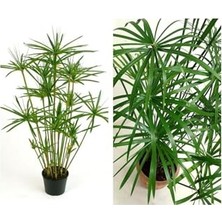 Trendexa Japon Şemsiyesi Çiçeği, Cyperus Alternifolius Saksılı, 50-70 cm