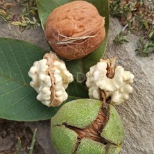 1 kg Dalından Yeşil Kabuklu Gönderim Taze Süt Ceviz