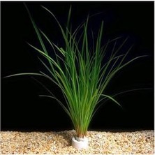 Trendexa Cyperus Juncus Saksı Canlı Bitki