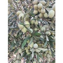 Domat Zeytin Fidanı 30 40CM