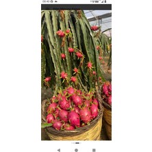 Kırmızı Ejder Meyvesi Fidanı 1.30CM