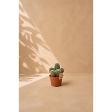 İTHAL Mine Garden Ithal Küme Formlu Mammillaria Kaktüs